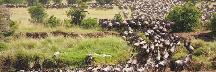 3 Days Serengeti Migration Night Game-Drive Safari