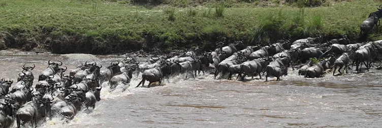 3 Days Serengeti Migration Balloon Safari