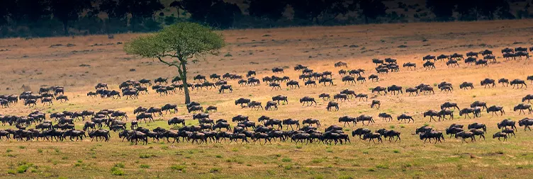 3 Days Serengeti Migration Open-Vehicle Safari
