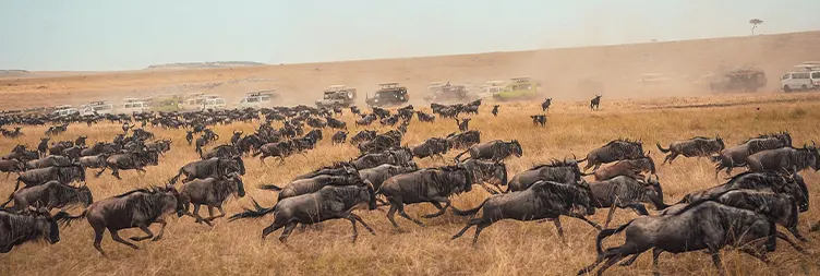 4 Days Serengeti Migration Lodge Safari