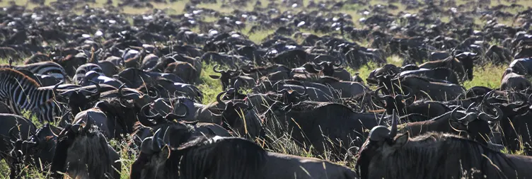 3 Days Serengeti Migration Offroad Safari