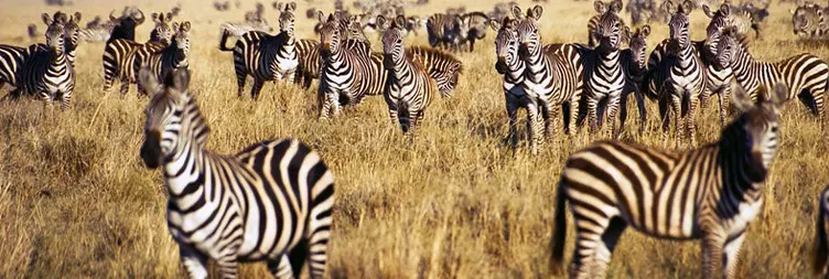 3 Days Serengeti Migration Private Safari