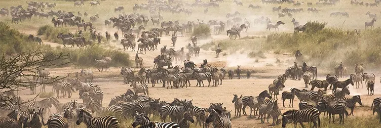 4 Days Serengeti Migration Safari Mara River Crossing