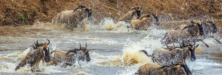 4 Days Serengeti Migration Safari in August