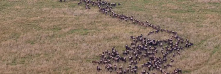 4 Days Serengeti Migration Private Fly in Drive out Safari
