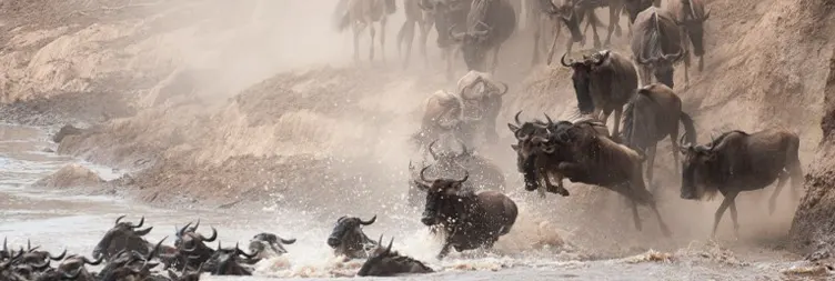4 Days Serengeti Migration Safari in December