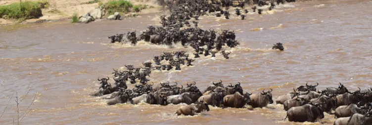 4 Days Luxury Serengeti Migration off-Road Safari (Drive-in Drive-out)