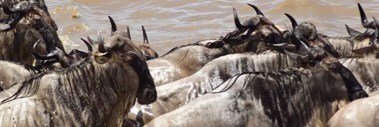 4 Days Luxury Serengeti Migration Open-Vehicle Safari (Drive-in Drive-out)