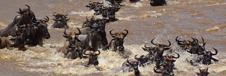 4 Days Serengeti Migration Elders-Friendly Safari
