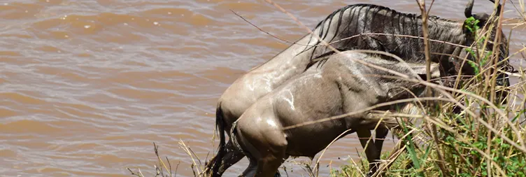 3 Days Tanzania Luxury Fly in Fly out Serengeti Safari