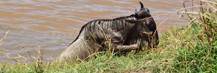 4 Days Serengeti Migration Safari in June