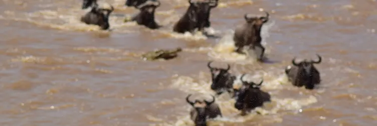 4 Days Serengeti Migration Research Safari