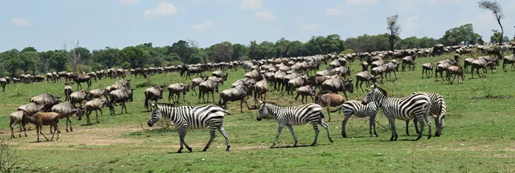 4 Days Serengeti Migration Safari in February