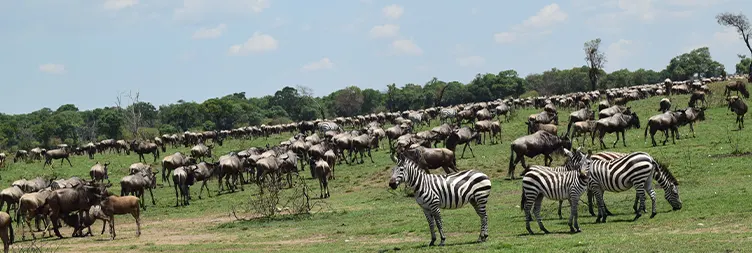 4 Days Serengeti Migration Safari in July