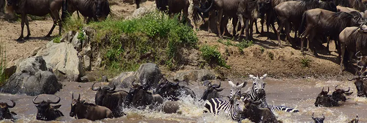 3 Days Serengeti Migration Photograph Safari