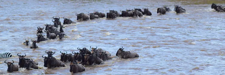 4 Days Luxury Serengeti Migration Elders-Friendly Safari (Drive-in Drive-out)