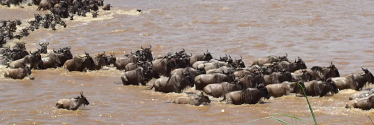 4 Days Luxury Serengeti Migration Safari – May