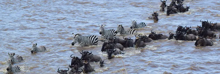 4 Days Serengeti Migration Eco-Friendly Safari