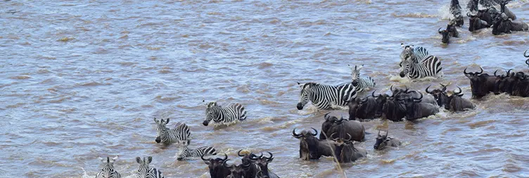 4 Days Luxury Serengeti Migration Photograph Safari (Drive-in Drive-out)