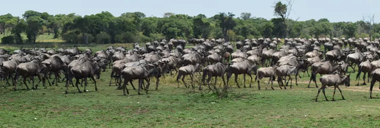 4 Days Serengeti Migration Safari Study Tour