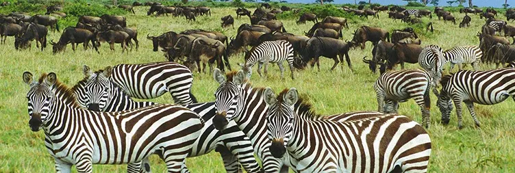 4 Days Serengeti Migration Students Safari