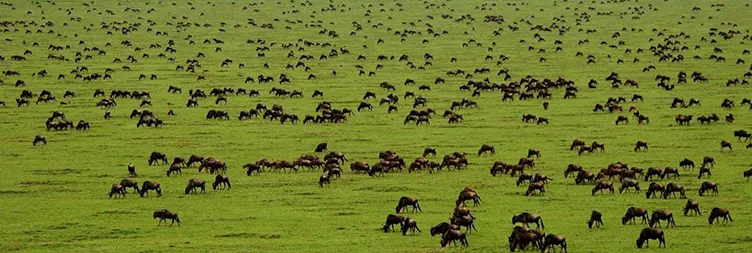 4 Days Serengeti Migration Safari Green Season