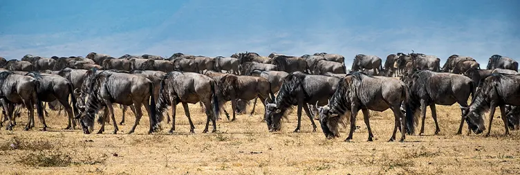 4 Days Luxury Serengeti Migration Women-Only Safari