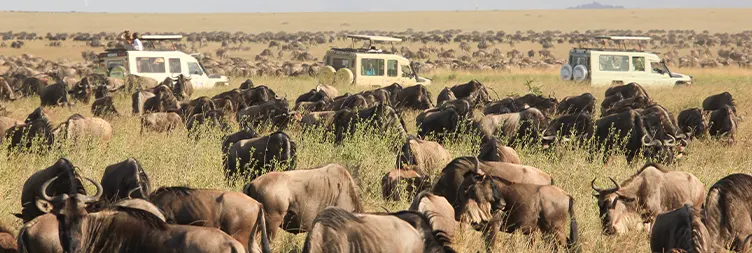 4 Days Serengeti Migration Safari for Christian