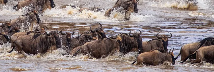 4 Days Luxury Serengeti Migration Safari – in August (Drive-in Drive-out)