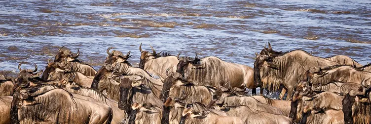 4 Days Luxury Serengeti Migration Safari – July