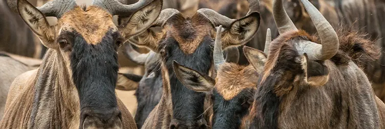 4 Days Serengeti Migration Budget Safari