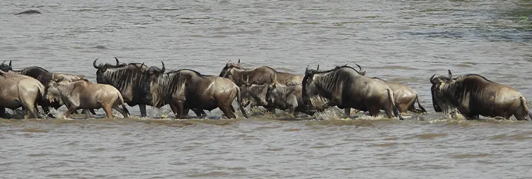 4 Days Luxury Serengeti Migration Safari – Calving Season (Drive-in Drive-out)