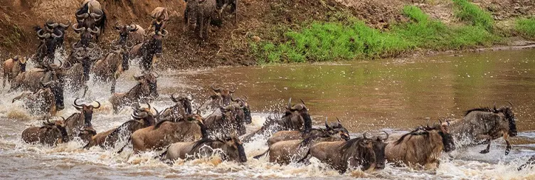 4 Days Private Midrange Tanzania Migration Safari Tour