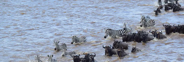 4 Days Luxury Serengeti Migration Honeymoon Safari (Drive-in Drive-out)