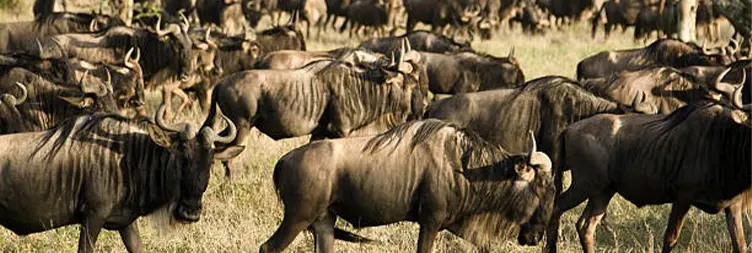 4 Days Serengeti Migration Safari in March