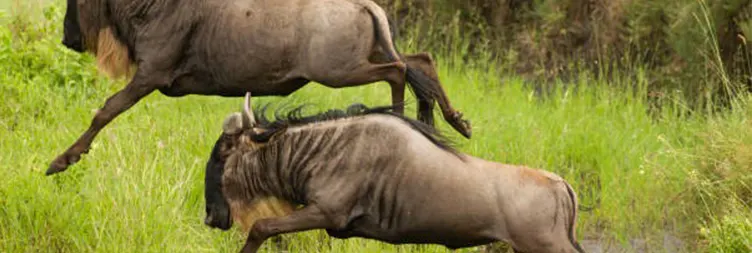 4 Days Serengeti Migration Safari Calving Season