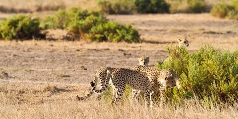 4 Days Tanzania Midrange Family Safari to Tarangire, Serengeti and Ngorongoro