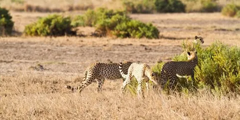 4 Days Tanzania Midrange Big Five Safari to Lake Manyara, Serengeti and Ngorongoro