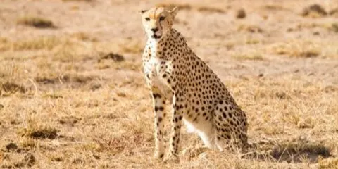 4 Days Tanzania Midrange Elders-Friendly Safari to Lake Manyara, Serengeti and Ngorongoro