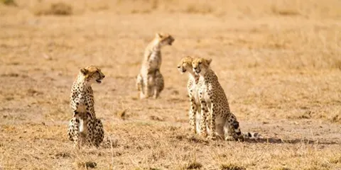 4 Days Tanzania Midrange Christmas Holiday Safari to Tarangire, Serengeti and Ngorongoro