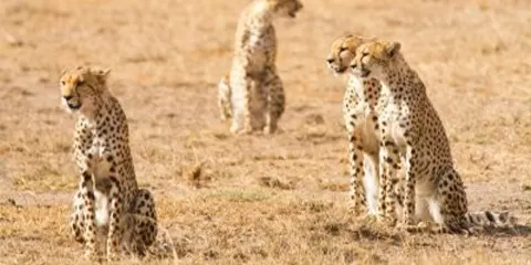 5 Days Tanzania Luxury Elder-Friendly Safari: Comfort and Wildlife at Leisure