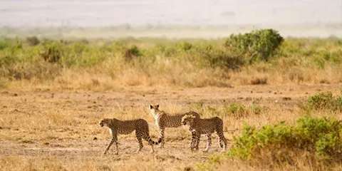 6 Days Midrange Fly in Fly out Tanzania Safari