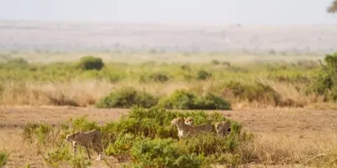 7 Days Luxury Serengeti Migration Fly in Safari