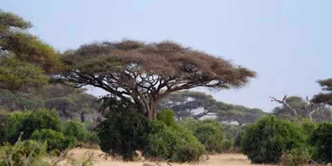 1 Day Tanzania Big Five Safari to Tarangire National Park