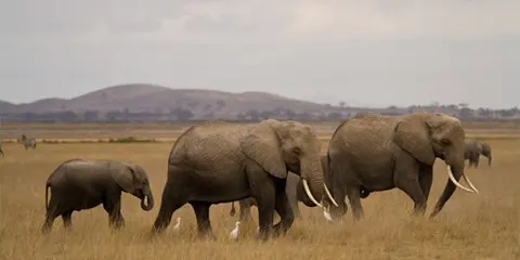 2 Days Tanzania Christmas Holiday Safari to Lake Manyara & Ngorongoro