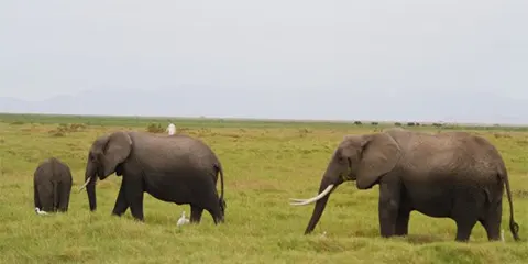 2 Days Tanzania Safari from Dar Es Salaam to Lake Manyara & Ngorongoro