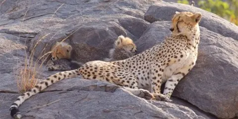 4 Days Tanzania Midrange Group Safari to Tarangire, Serengeti and Ngorongoro
