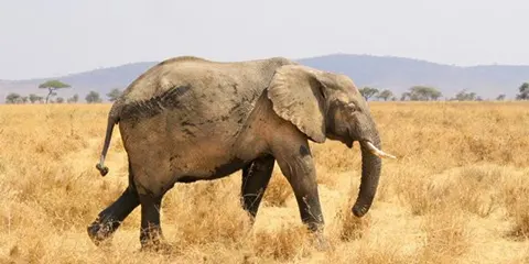 4 Days Tanzania Midrange Lodge Safari to Tarangire, Serengeti and Ngorongoro