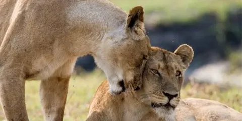 2 Days Tanzania Luxury Eco-Friendly Safari – Tarangire and Lake Manyara