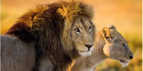 2 Days Tanzania Luxury Safari in July – Tarangire and Lake Manyara